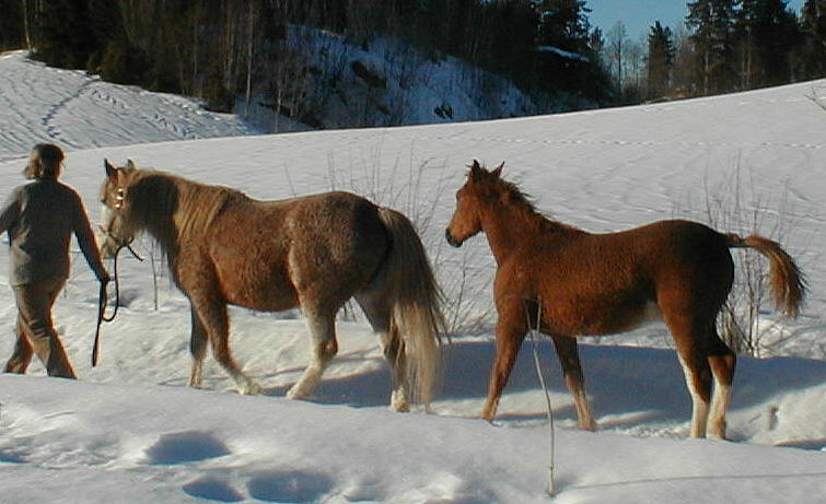 Wyoming Dream 8 months old