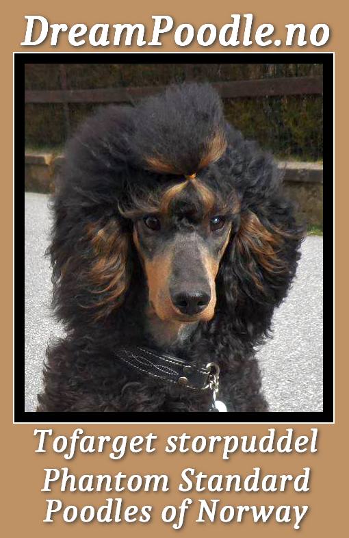 Dream Poodles Norway - tofarget - flerfarget - phantom - particolor - puddel - storpuddel - mellompuddel